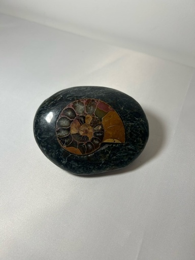 Galet de serpentine Corse avec ammonite incrustée ~10cmx8cm